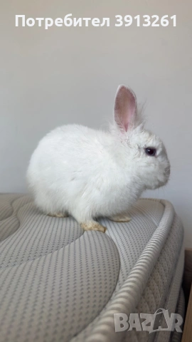 Продавам бяло зайче