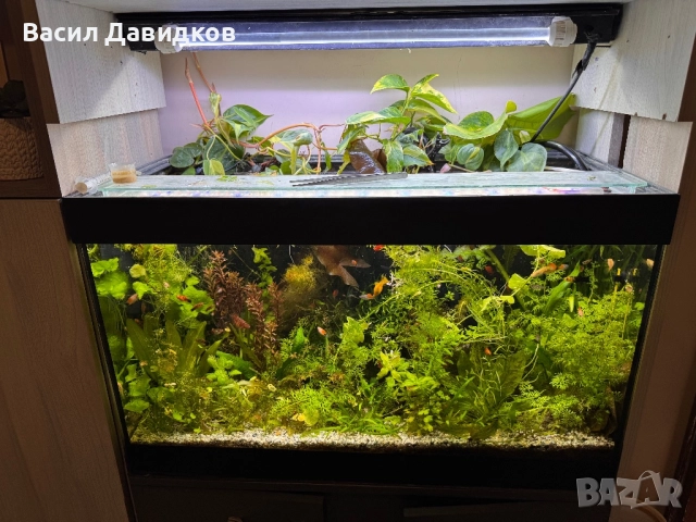 Аквариум с поставка EHEIM Vivaline LED 126 - антрацит, снимка 4 - Аквариуми - 52015829