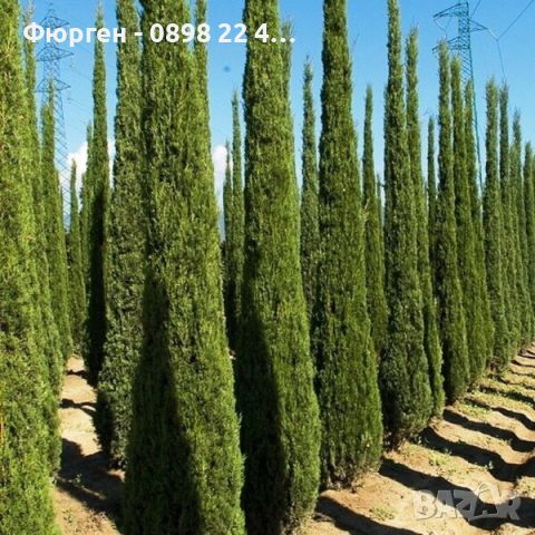 Кипарис Тотем / Cupressus Semp. Totem, снимка 2 - Разсади - 45345348