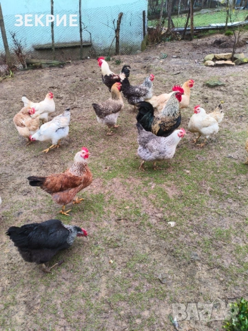 Продавам Оплодени Домашни Яйца , снимка 2 - Кокошки и пуйки - 53456186