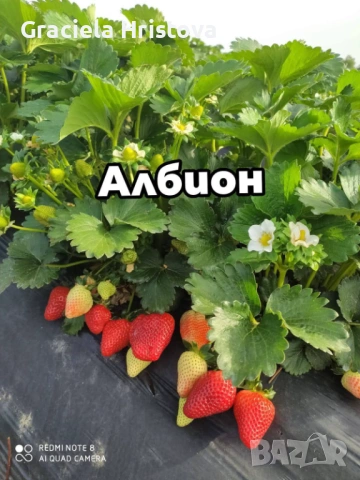 Продавам здрав разсад ягоди , снимка 4 - Градински цветя и растения - 53942494