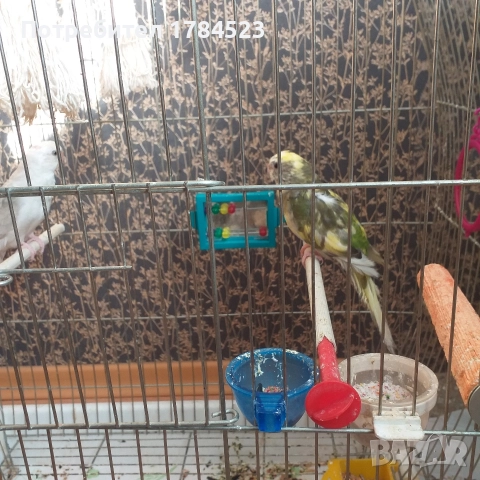 Пойни папагали., снимка 5 - Папагали - 52861648