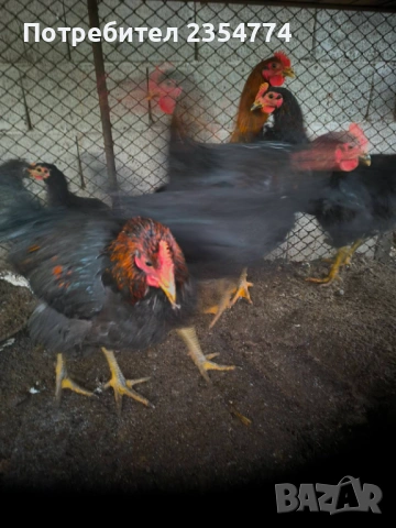 петли млади, снимка 3 - други­ - 53024670