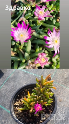 Делосперма 7 цвята