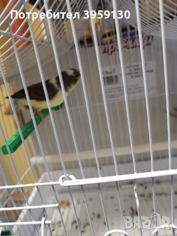 Канарче и амадинка , снимка 2 - Папагали - 52774889