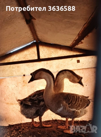  Лебедови гъски 