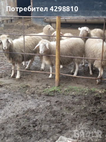 Овце, снимка 9 - Овце - 53366291