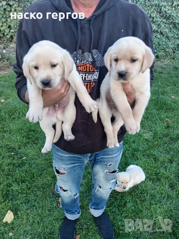 чистокръвни лабрадори