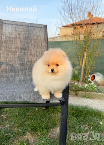 Померан мини момче със втора ваксина. Померанче