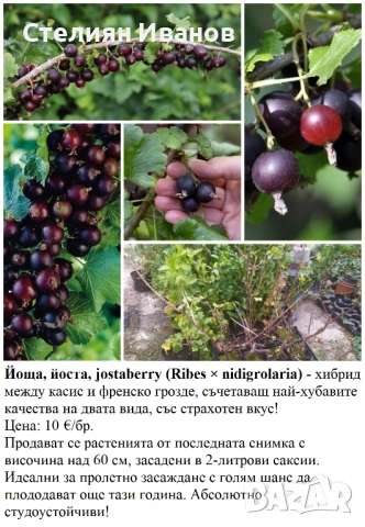 ПЛОДНИ ХРАСТИ В КОНТЕЙНЕРИ, снимка 11 - Градински цветя и растения - 53447504