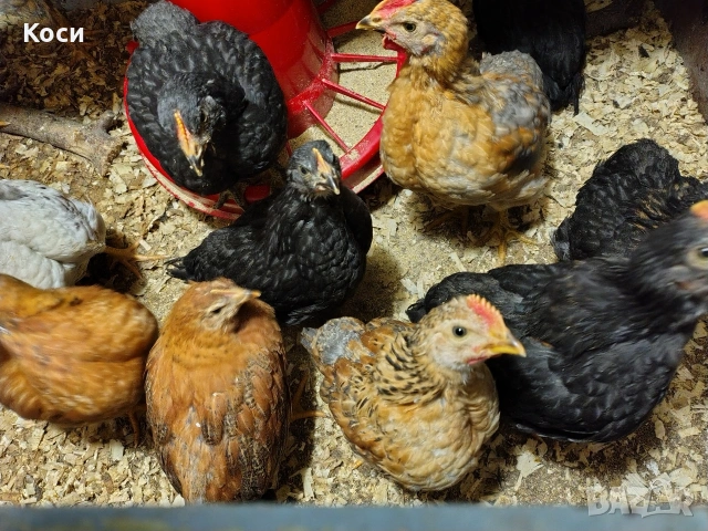 Люпя плодни кокоши яйца от клиента 