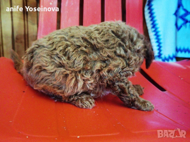 Продавасе Мини Пудел , снимка 3 - Пудели - 54132021