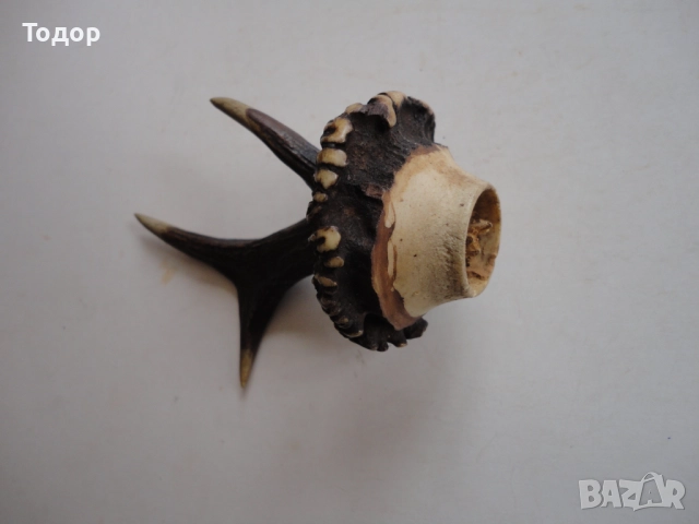 Рог рога закачалка , снимка 3 - Антикварни и старинни предмети - 52639649