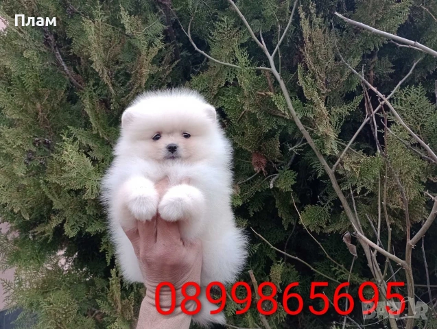 Померани.Реални снимки !, снимка 17 - Померан - 54049700