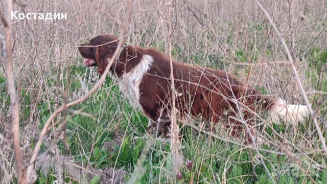 Английски сетер , снимка 4 - Английски сетери - 53993796