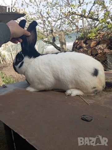 Заек пеперуда , снимка 6 - Други - 54235766