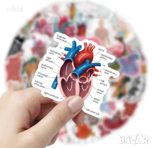 50 бр Човешко тяло човешки органи самозалепващи лепенки стикери за украса декор картонена торта др , снимка 3 - Други - 49703385