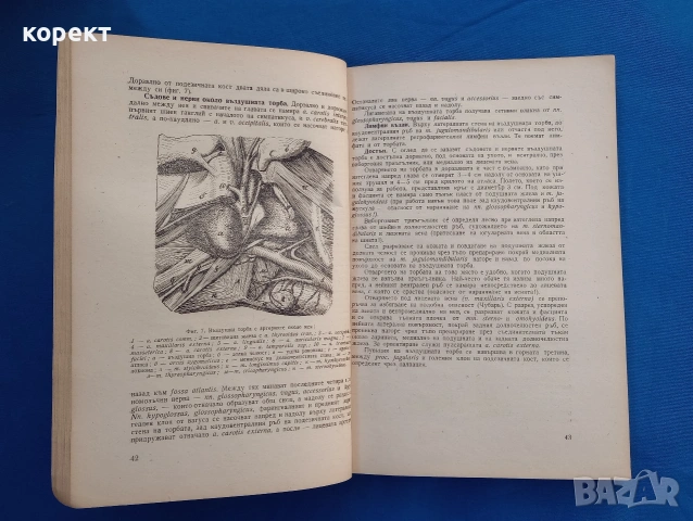 Топографска анатомия на домашните животни , снимка 3 - Други - 53076285