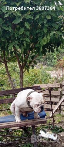 Свободен за разплод мъжки Английски булдог , снимка 11 - Английски булдог - 51313446