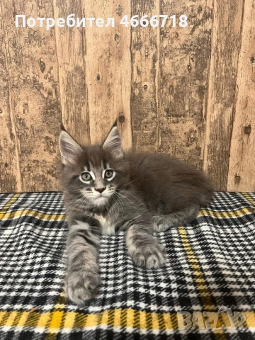 Мейн куун момче