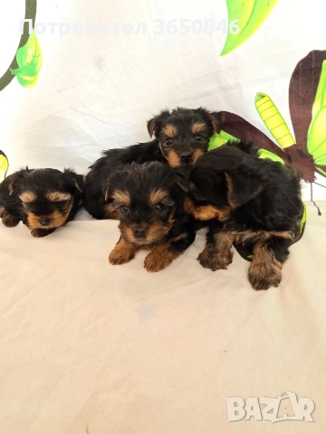 мини йоркширски териер, снимка 2 - Йоркширски териер - 53464061