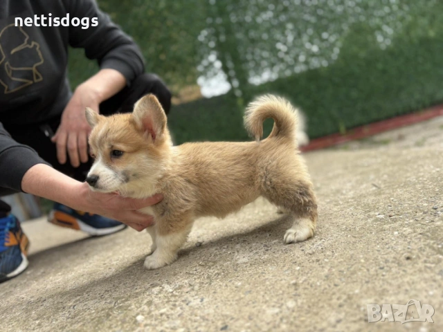 Кралска порода Уелско Корги Пембрук, снимка 3 - Други - 50062470