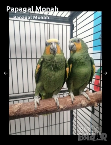 Ръчно хранени папагали Амазони 