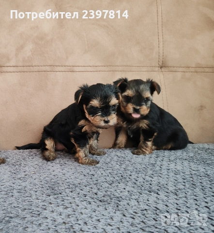 Йоркширски териер - женски , снимка 2 - Йоркширски териер - 53610267