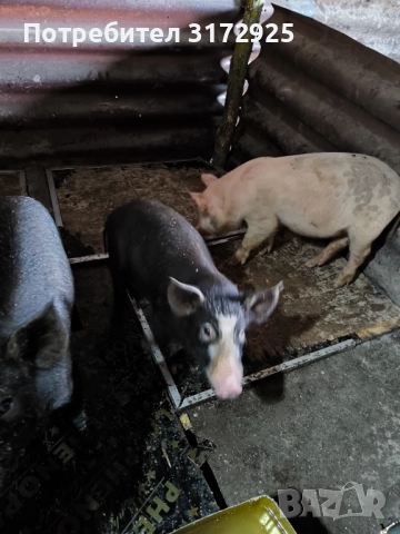 Малки прасенца , снимка 2 - Прасета - 52325916