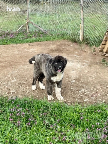 Женска каракачанка, снимка 5 - Каракачанска овчарка - 54087889