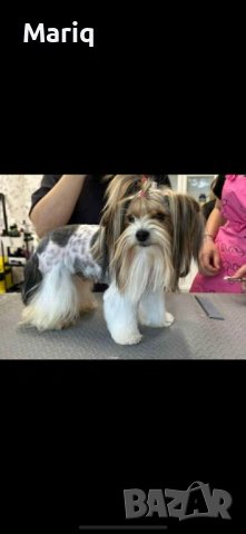 Бивер Йоркширски териер, снимка 10 - Други - 54296398