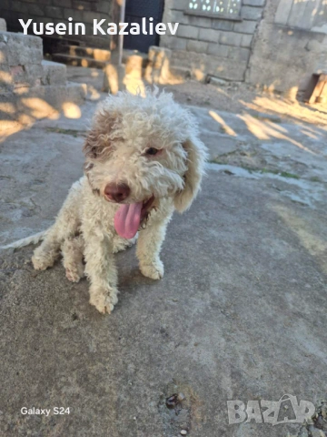 Продавам 3 кучета за трюфели