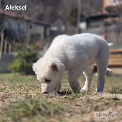 Средноазиатска овчарка–Алабай, снимка 8 - Средноазиатска овчарка - 48611649