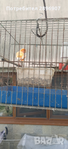 Продавам мъжки канарчета, снимка 8 - Канари - 45055817