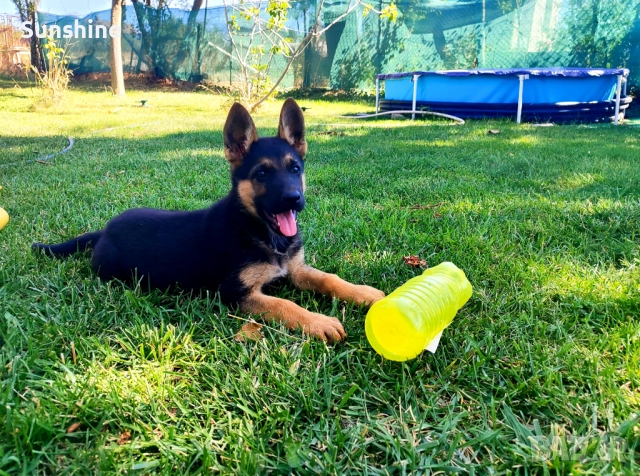 Породисти немски овчарки 