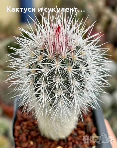 Кактус Echinocereus CANUS, снимка 1 - Градински цветя и растения - 47244649