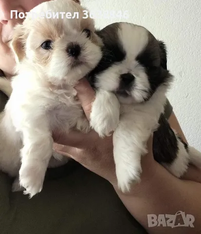 Ши тцу, снимка 2 - Ши Тцу - 50235043