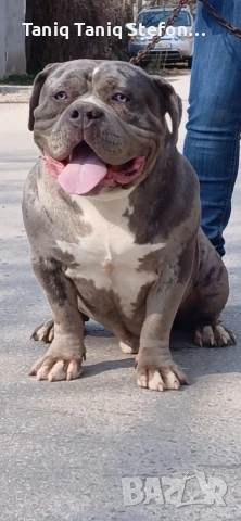 американско були продава се, снимка 2 - Питбул - 52874992