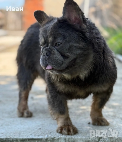 Френски Булдог, снимка 4 - Френски булдог - 53140354