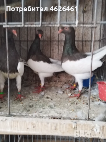 Датски летачи, снимка 11 - Гълъби - 52098870