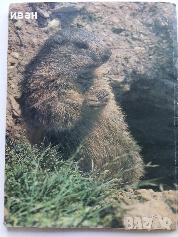 Комикс "Pifou"  №9 , № 10, № 17, снимка 9 - Списания и комикси - 31374575