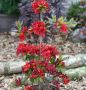 Рододендрон „Набуко“, Rhododendron 'Nabucco' , снимка 3