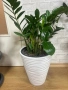 замиокулкас растения Цветя, снимка 3