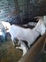 Продавам коза с две ярета, снимка 1 - Кози - 45421948