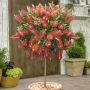 Калистемон (Callistemon citrinus) Размер 80-100см, снимка 2