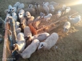 Продавам овце,агнета и кочове, снимка 5