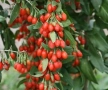 Едроплодно годжибери (Lycium barbarum 'Korean Big'), снимка 1