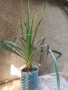 Юка - студоустойчиви големи растения в саксия , снимка 7