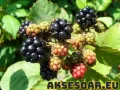 Висококачествени нови семена от хранителна Къпина без бодли Rubus rusticanus 50+ семена антиоксидант, снимка 5