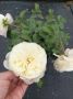 Роза храстовидна-бяла, снимка 2